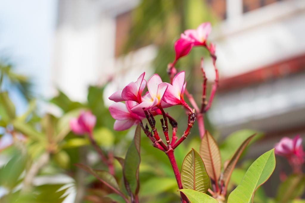 Overflow Guesthouse Siem Reap Esterno foto